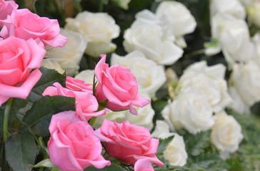 Pink and white roses close up background