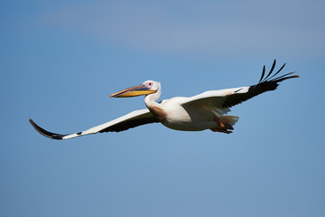 Fototapeta na wymiar Great white pelican
