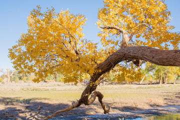 Poplar trees with yellow leaves in autumn season,  Ejina, Inner