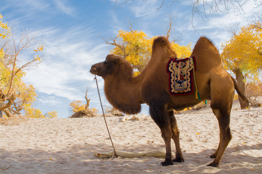 Camel standing in the desert
