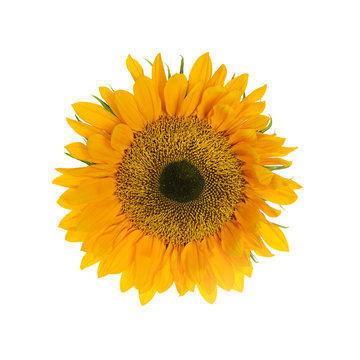 Sunflower. Isolated on White Background