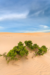 The wilderness of sand and Bush tree