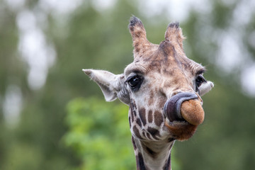 Giraffenzunge