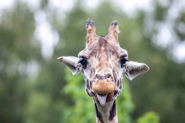 Giraffenzunge