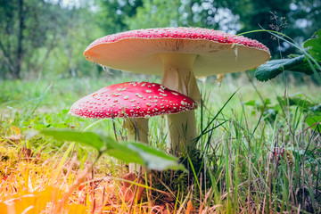 Toadstools in sunlight