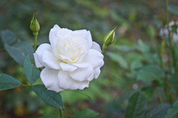 Obraz premium White Rose