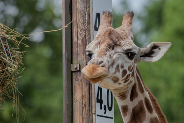 Obraz premium Schlechte Laune