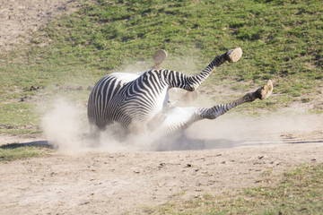 Fototapeta na wymiar mare with baby Grevy's zebra, Equus grevyi,