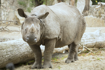 Portrait Indian rhinoceros, Rhinoceros unicornis