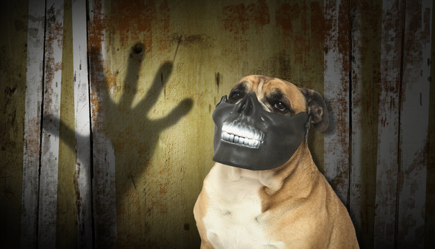Bulldog wearing a skull mask in front of a scary backdrop setting for Halloween