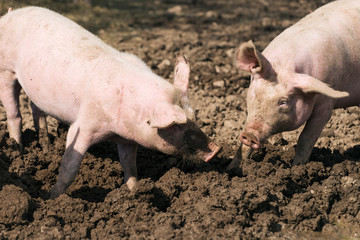 Schweine