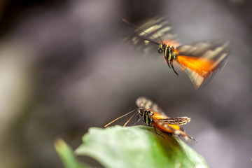 Fototapeta na wymiar Schmetterlingspaar