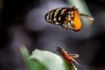 Schmetterlingspaar