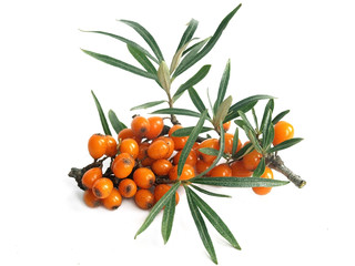 Common sea-buckthorn (Hippophae rhamnoides)