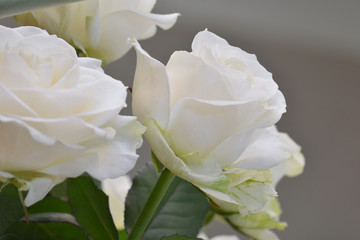 White roses Close up