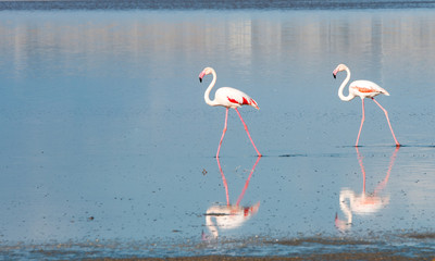 Group of Flamingo Birds walking on a lake