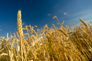 Obraz premium Wheat field and blue sky on sunny summer day.
