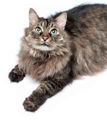 Fototapeta premium Beautiful furry adult cat on white background