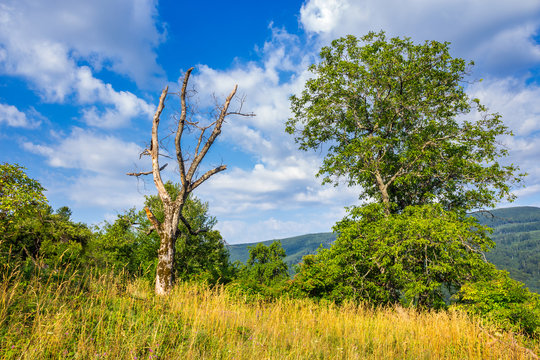 alive and dead trees on hillside on summer day