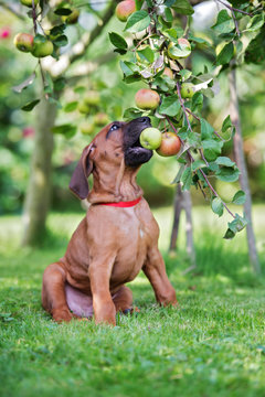 funny ridgeback puppy biting an apple from the tree