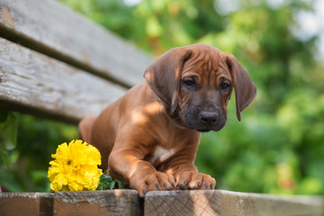 rhodesian ridgeback puppy portrait