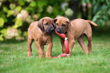 two rhodesian ridgeback puppies outdoors