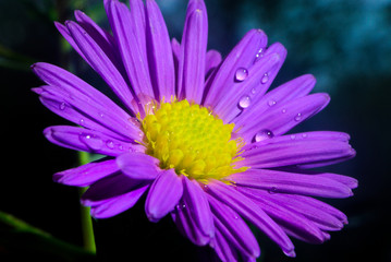 Fototapeta aster, niebieski kwiat obraz