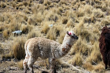alpaca