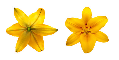 Set  lily flowers isolated on a white background