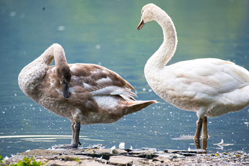 Junger und alter Schwan