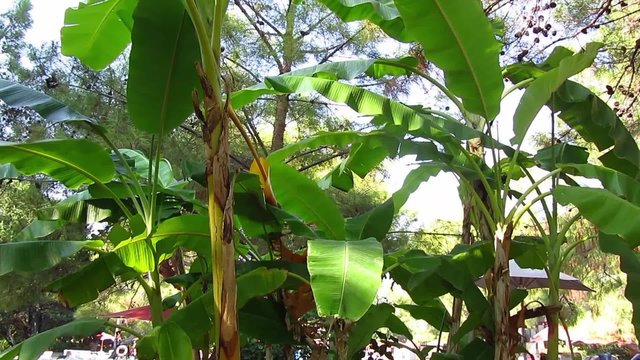 Banana leaves swaying in the wind