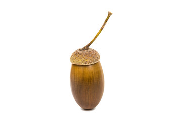 Acorn
