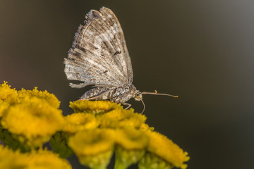 Graubinden-Labkrautspanner ((Epirrhoe alternata)