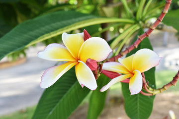 Fototapeta premium frangipani flowers flowers in garden, Thailand.