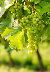 Green Blauer Portugeiser grape clusters
