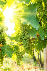 Green Blauer Portugeiser grape clusters in sunlight
