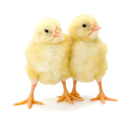 Pair of newborn yellow chickens
