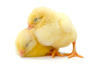 Pair of sleepy newborn yellow chickens