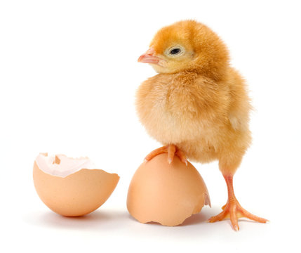 Newborn brown chicken standing on egg shells