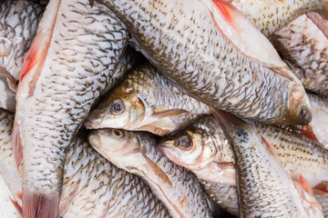 Fresh raw  fish in the market