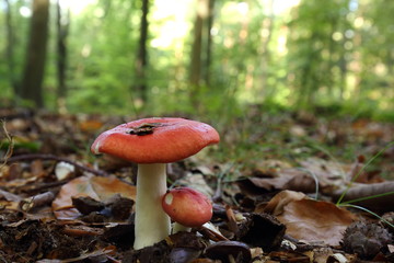 Täubling - Russula