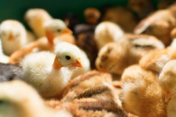 Adorable newly hatched chicks on a traditional chicken farm
