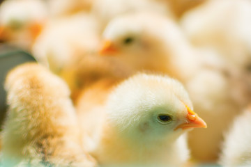 Adorable newly hatched chicks on a traditional chicken farm