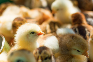 Adorable newly hatched chicks on a traditional chicken farm