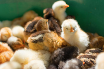 Adorable newly hatched chicks on a traditional chicken farm