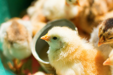 Adorable newly hatched chicks on a traditional chicken farm