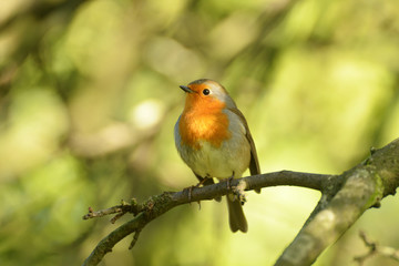 Robin, Erithacus rubecula