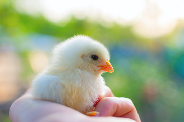Hand holding an adorable newly hatched chick with slightly open beak on a chicken farm