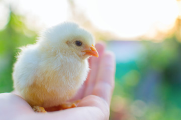 Hand holding an adorable newly hatched chick on a chicken farm