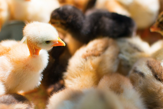 Adorable newly hatched chicks on a traditional chicken farm